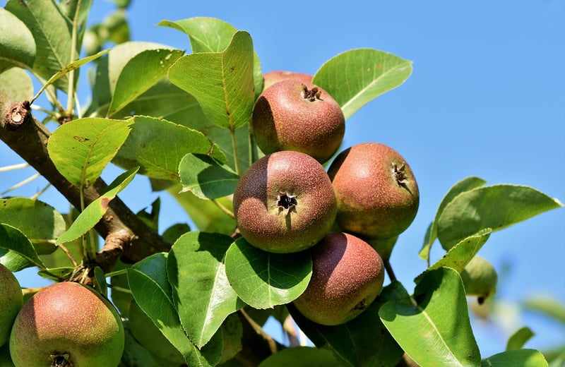 Apple Tree
